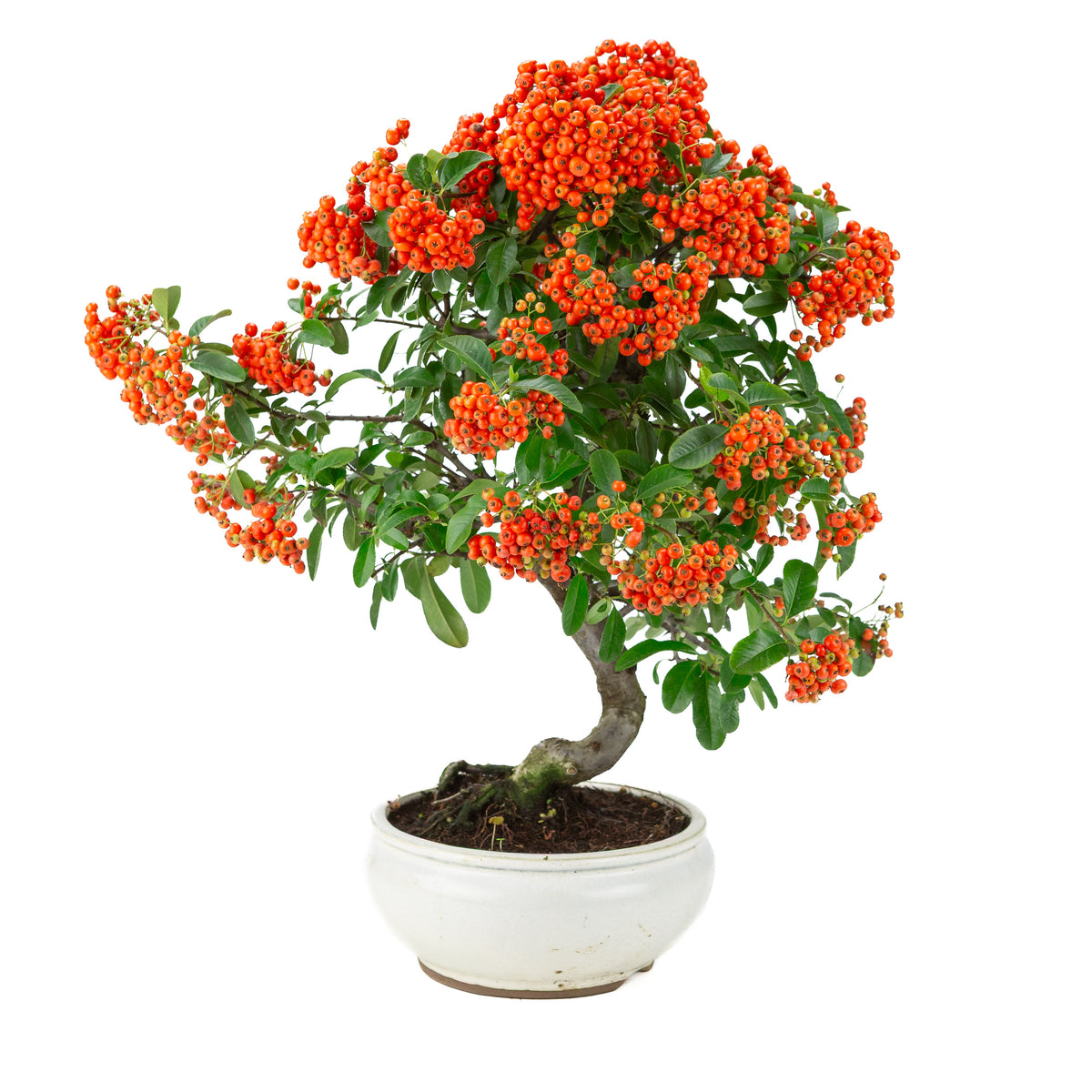 Pyracantha angustifolia (Feuerdorn) weißer runder Topf, Höhe ~47cm