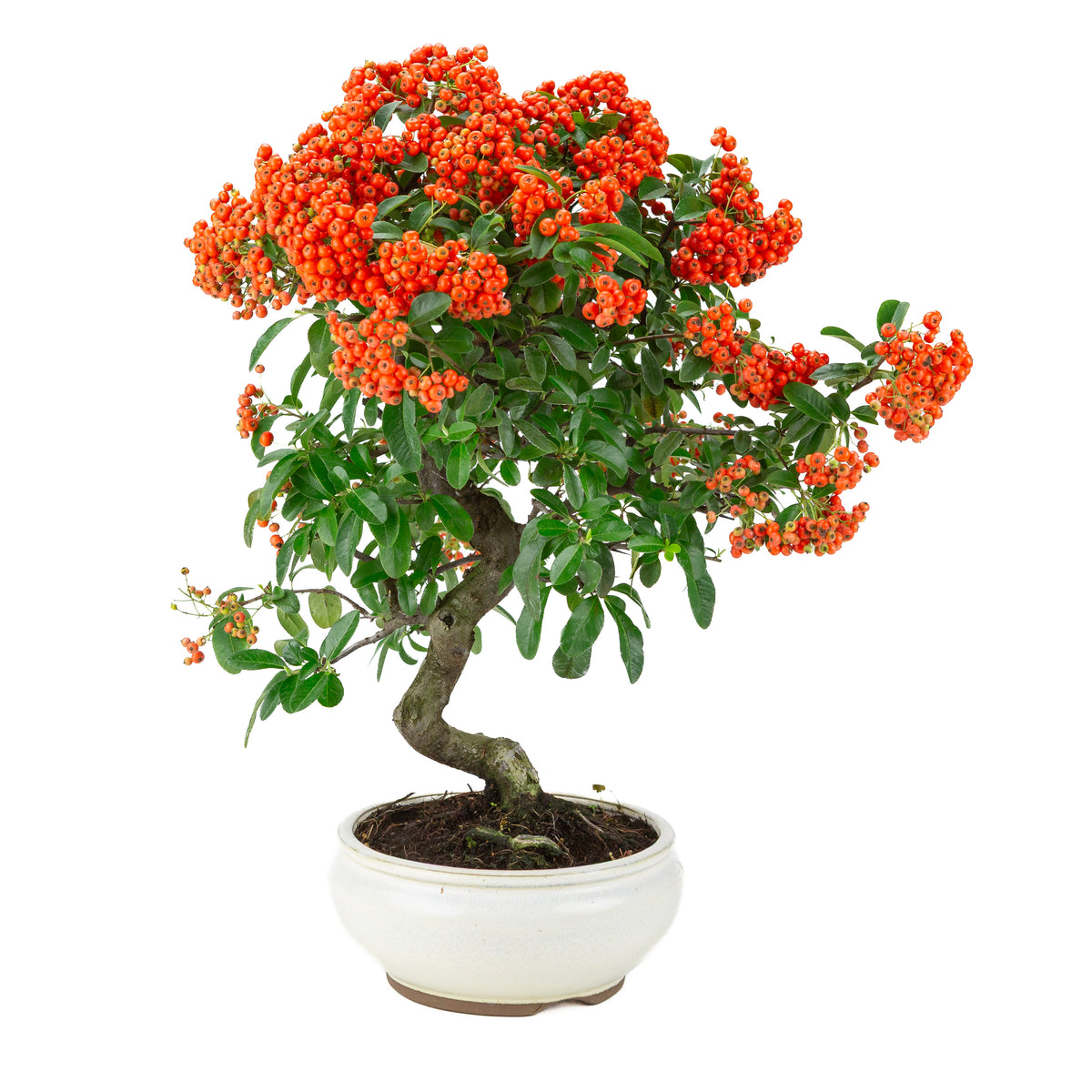 Pyracantha angustifolia (Feuerdorn) weißer runder Topf, Höhe ~47cm
