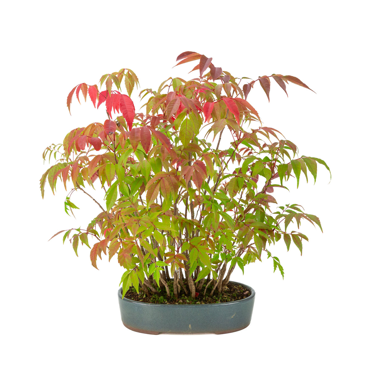 Rhus succedanea (Japanischer Wachsbaum) blauer ovaler Topf, Höhe ca. 39cm