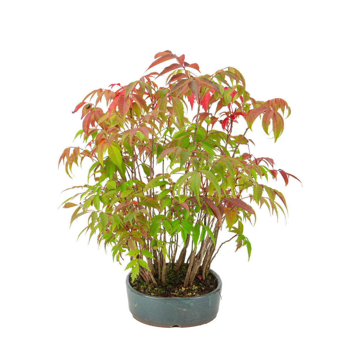 Rhus succedanea (Japanischer Wachsbaum) blauer ovaler Topf, Höhe ca. 39cm