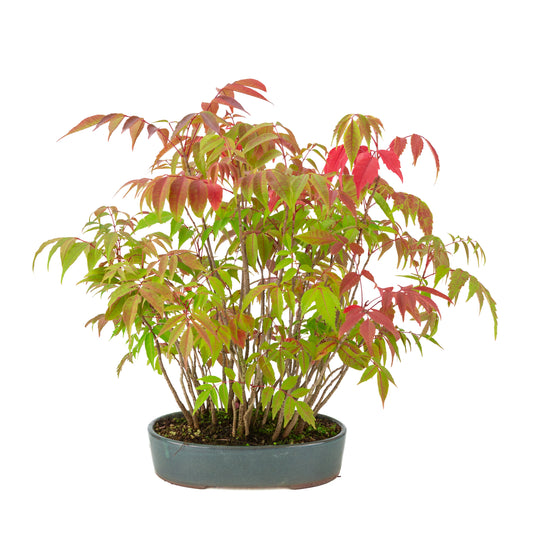 Rhus succedanea (Japanischer Wachsbaum) blauer ovaler Topf, Höhe ca. 39cm