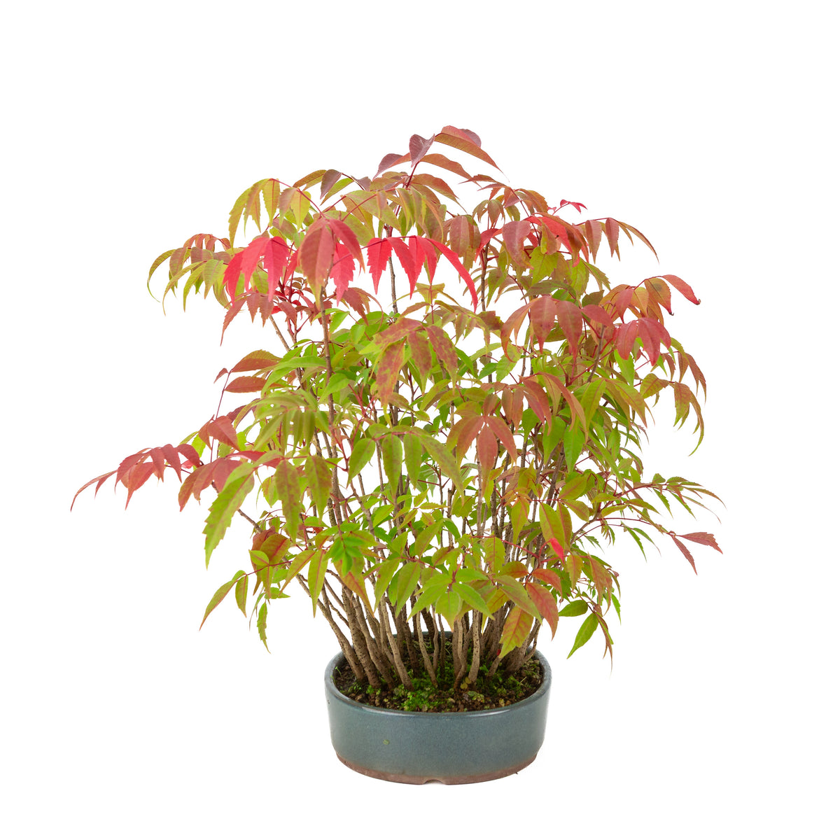Rhus succedanea (Japanischer Wachsbaum) blauer ovaler Topf, Höhe ca. 39cm