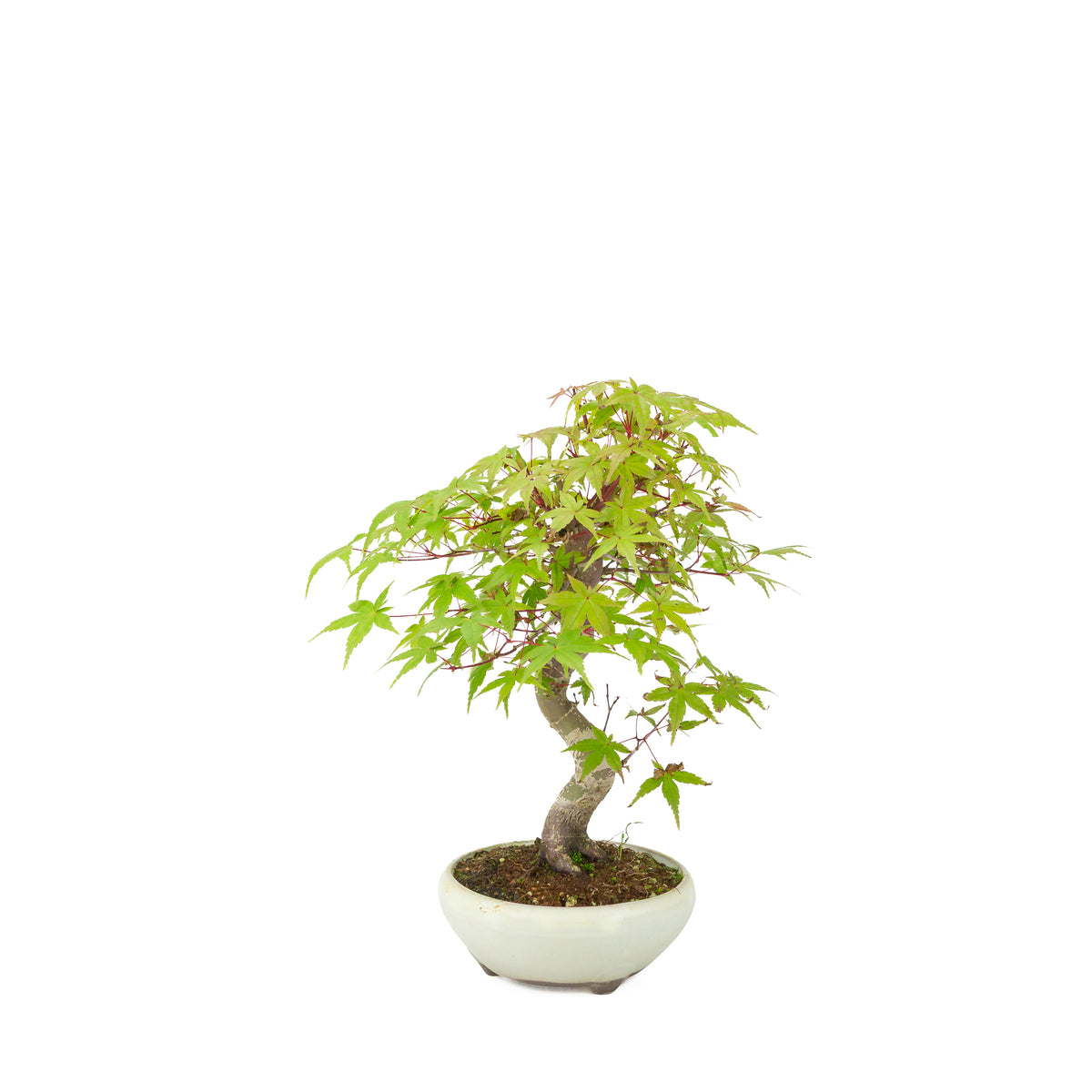 Acer palmatum Deshojo (Japanischer Ahorn) cremefarbener runder Topf, Höhe ~30 cm