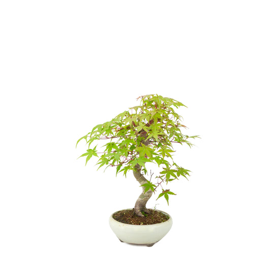 Acer palmatum Deshojo (Japanischer Ahorn) cremefarbener runder Topf, Höhe ~30 cm