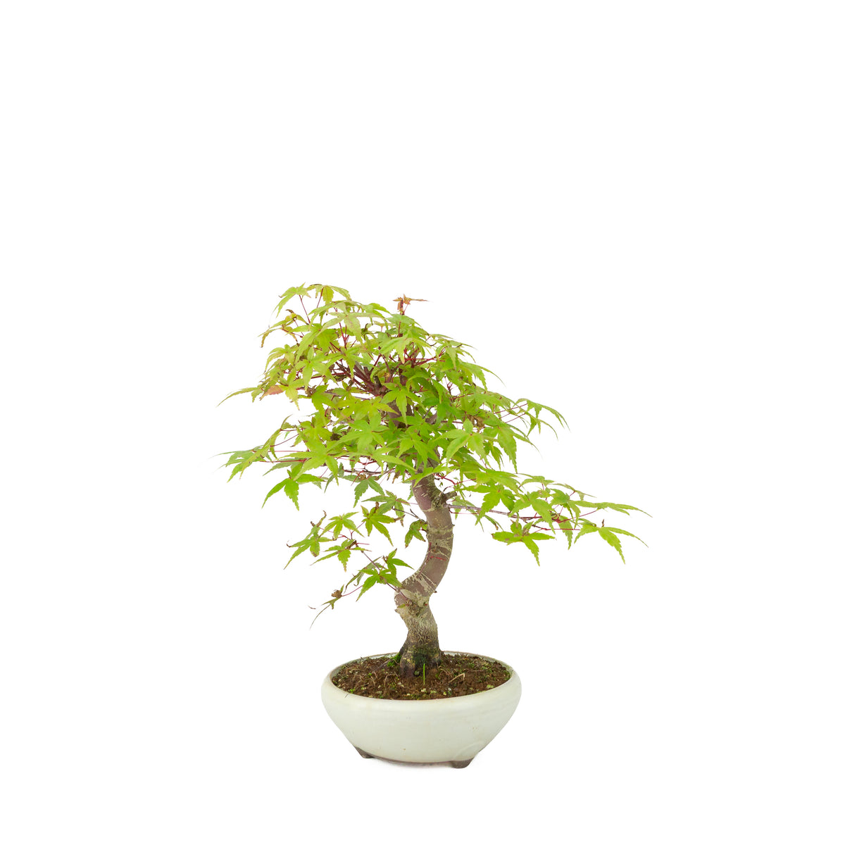 Acer palmatum Deshojo (Japanischer Ahorn) cremefarbener runder Topf, Höhe ~30 cm