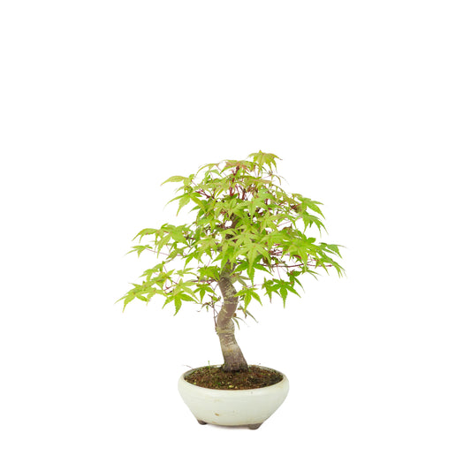 Acer palmatum Deshojo (Japanischer Ahorn) cremefarbener runder Topf, Höhe ~30 cm