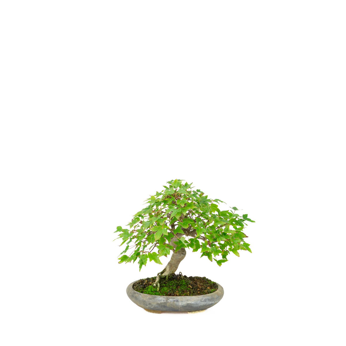 Acer buergerianum (Dreispitz-Ahorn) in schwarzer ovaler Schale, Höhe ca. 21 cm