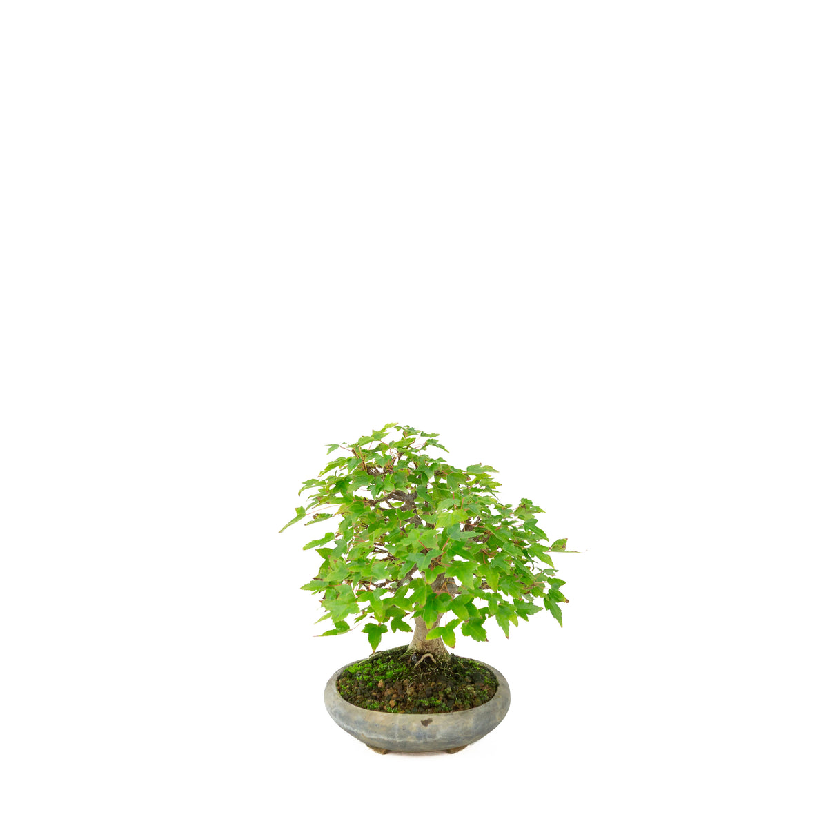 Acer buergerianum (Dreispitz-Ahorn) in schwarzer ovaler Schale, Höhe ca. 21 cm