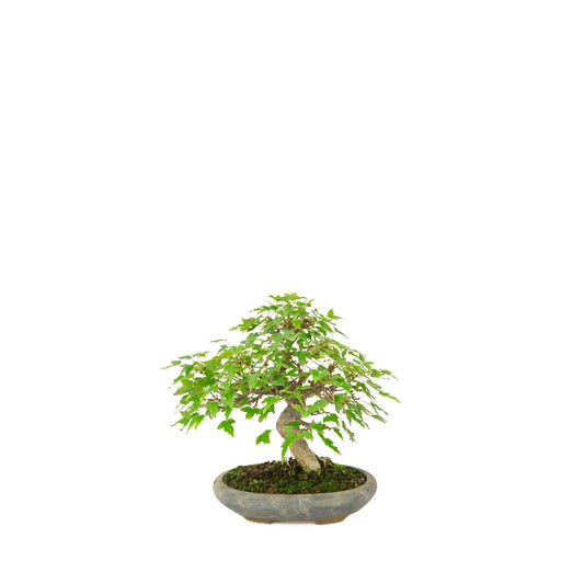 Acer buergerianum (Dreispitz-Ahorn) in schwarzer ovaler Schale, Höhe ca. 21 cm