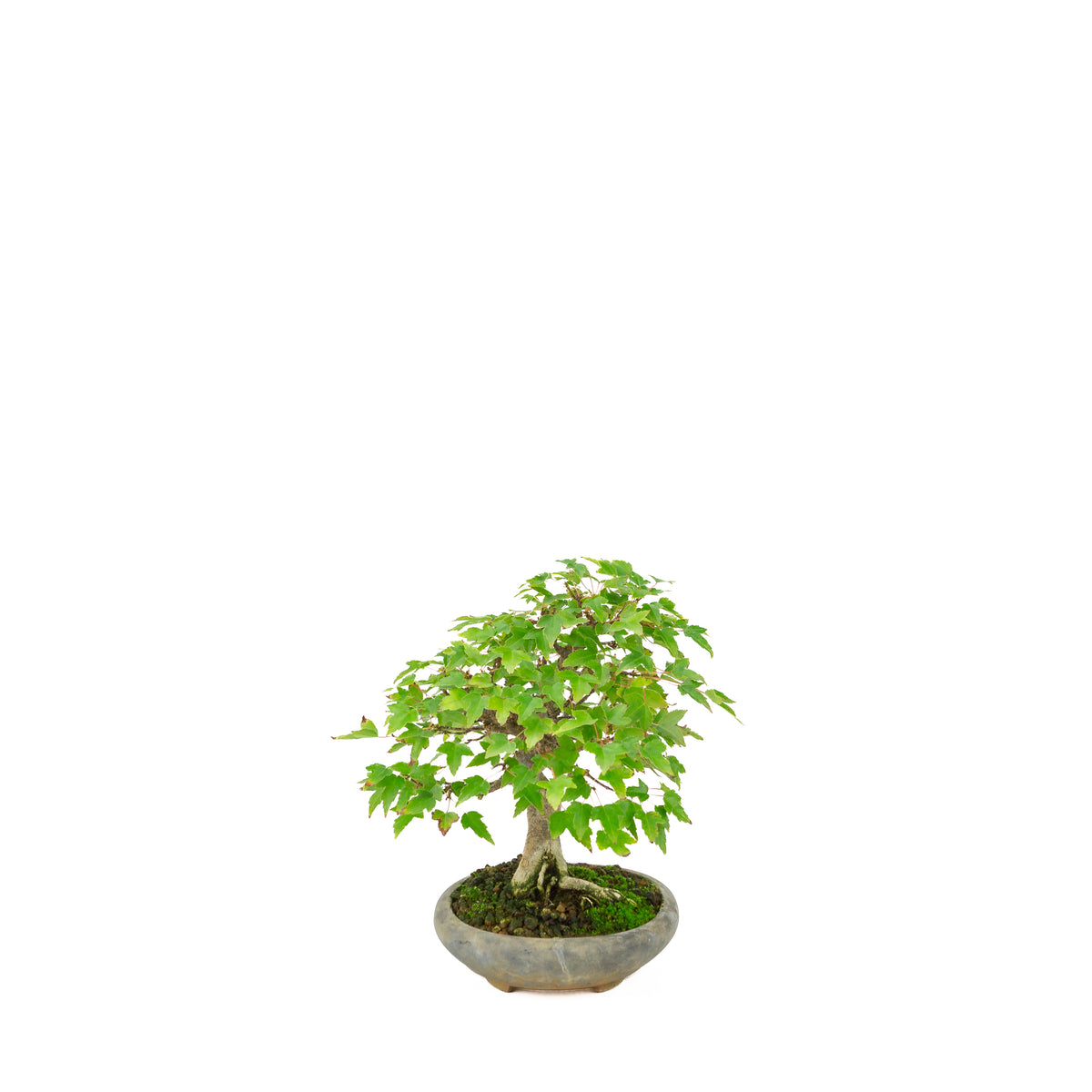 Acer buergerianum (Dreispitz-Ahorn) in schwarzer ovaler Schale, Höhe ca. 21 cm