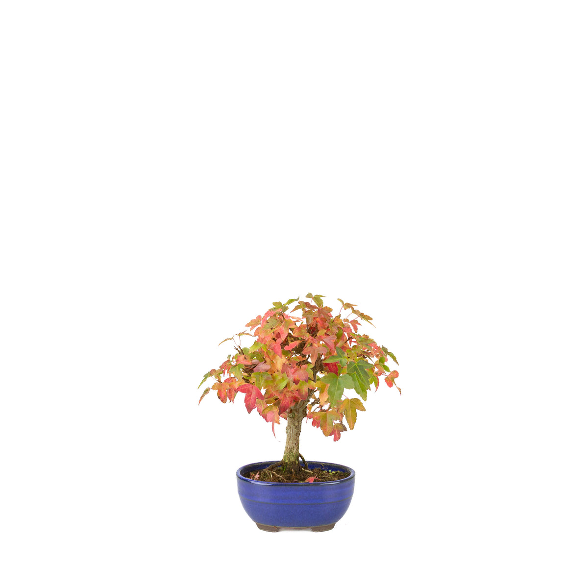 Acer buergerianum (Dreispitzahorn) blauer Ovaltopf, Höhe ~21 cm