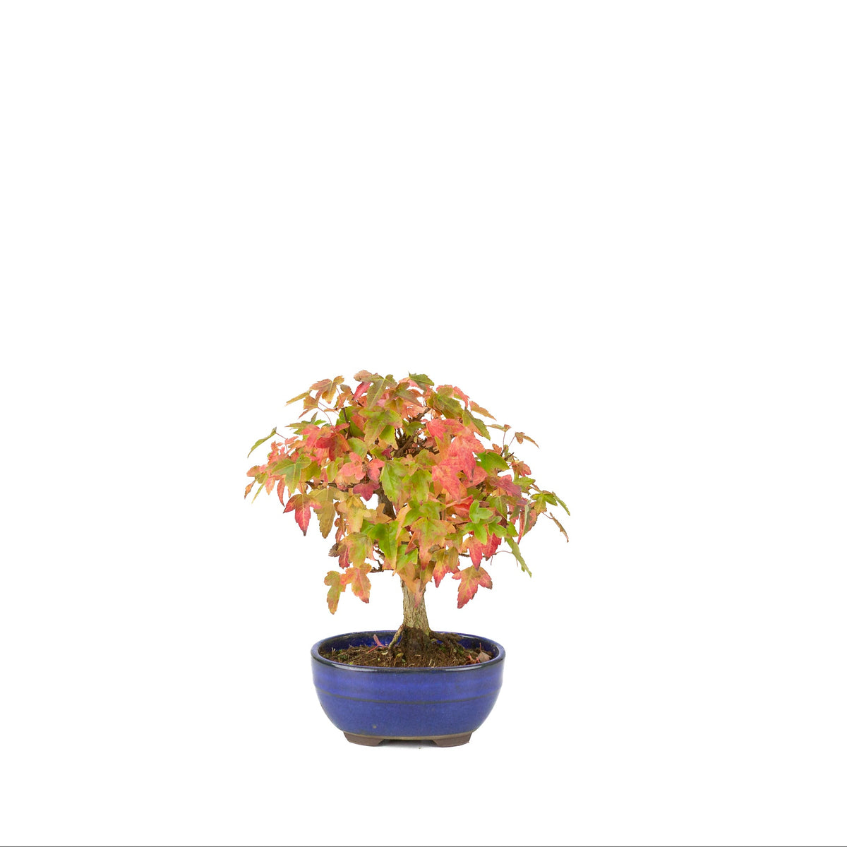 Acer buergerianum (Dreispitzahorn) blauer Ovaltopf, Höhe ~21 cm