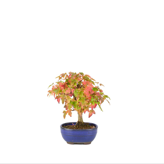 Acer buergerianum (Dreispitzahorn) blauer Ovaltopf, Höhe ~21 cm