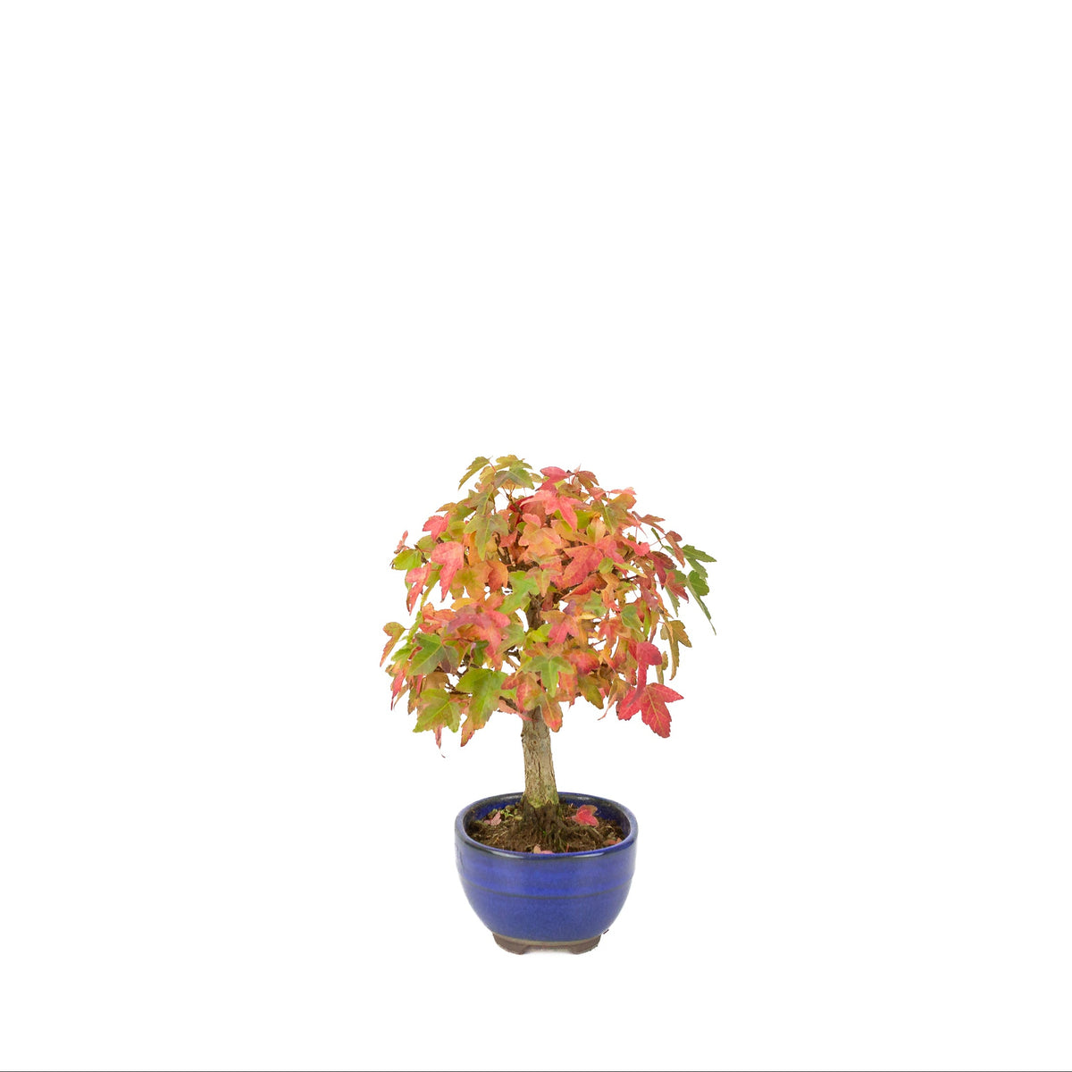 Acer buergerianum (Dreispitzahorn) blauer Ovaltopf, Höhe ~21 cm