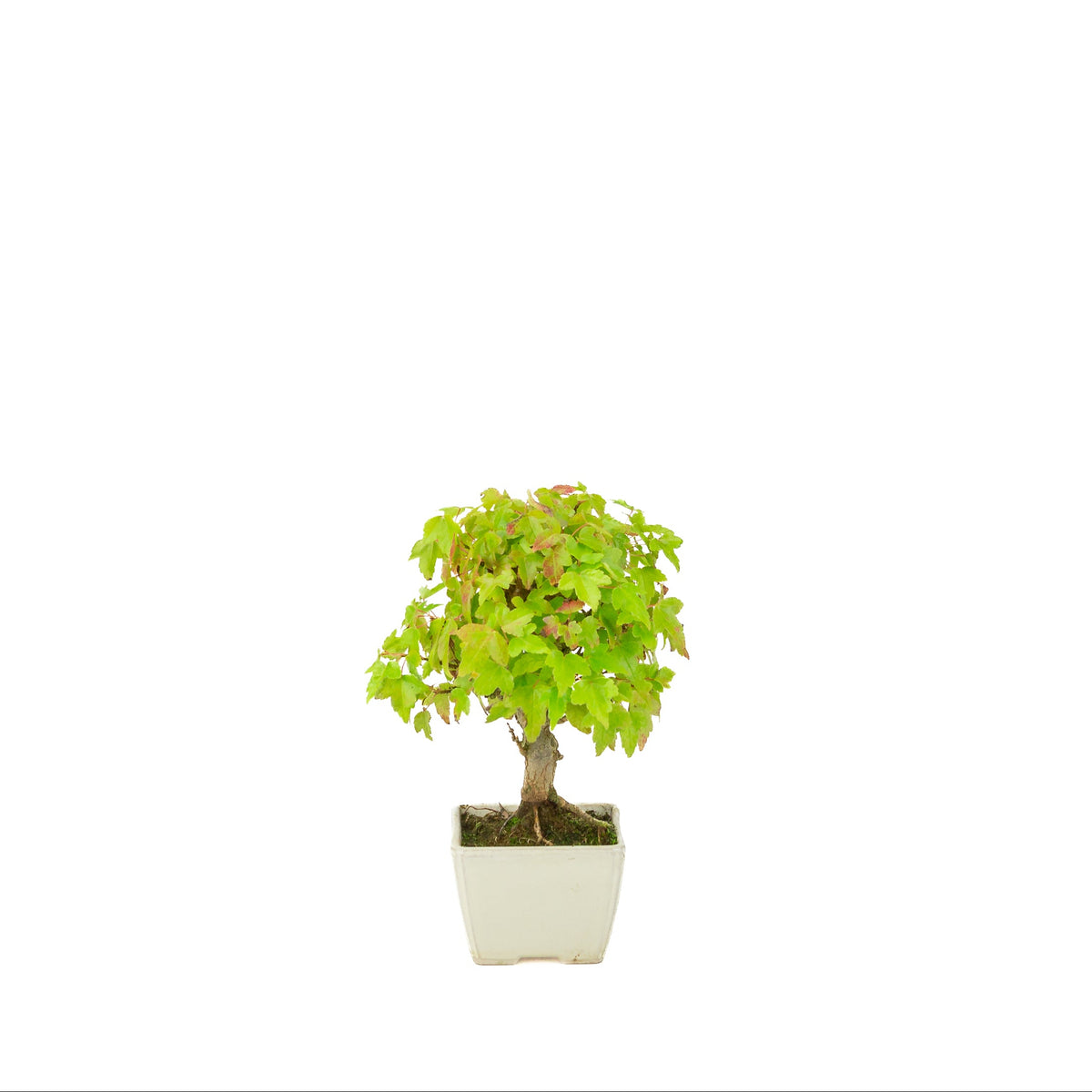 Acer buergerianum (Dreizack-Ahorn) Creme quadratischer Topf, Höhe ca. 21 cm