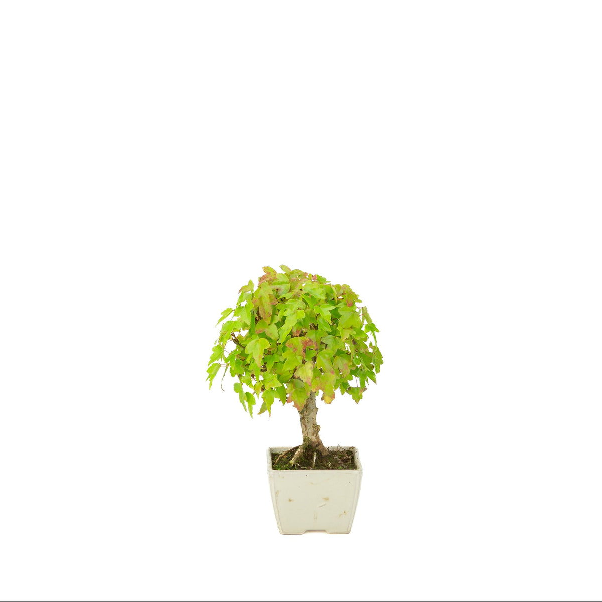 Acer buergerianum (Dreizack-Ahorn) Creme quadratischer Topf, Höhe ca. 21 cm