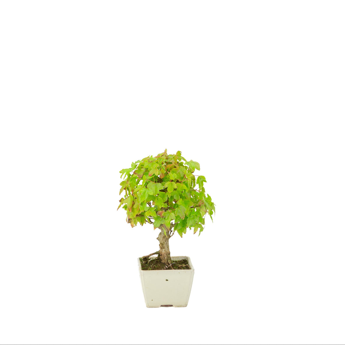 Acer buergerianum (Dreizack-Ahorn) Creme quadratischer Topf, Höhe ca. 21 cm