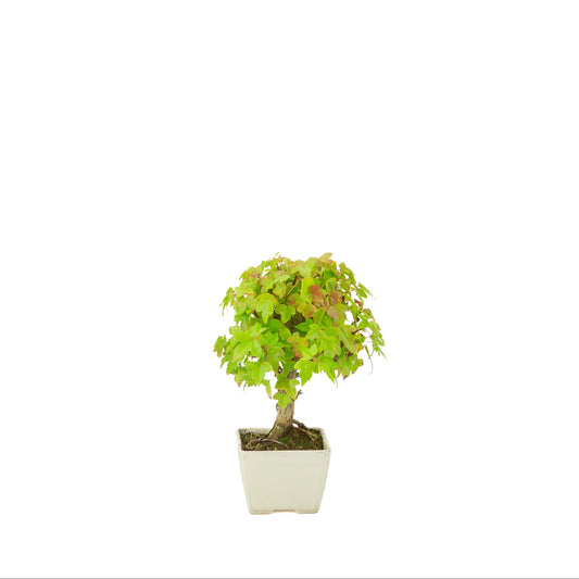 Acer buergerianum (Dreizack-Ahorn) Creme quadratischer Topf, Höhe ca. 21 cm