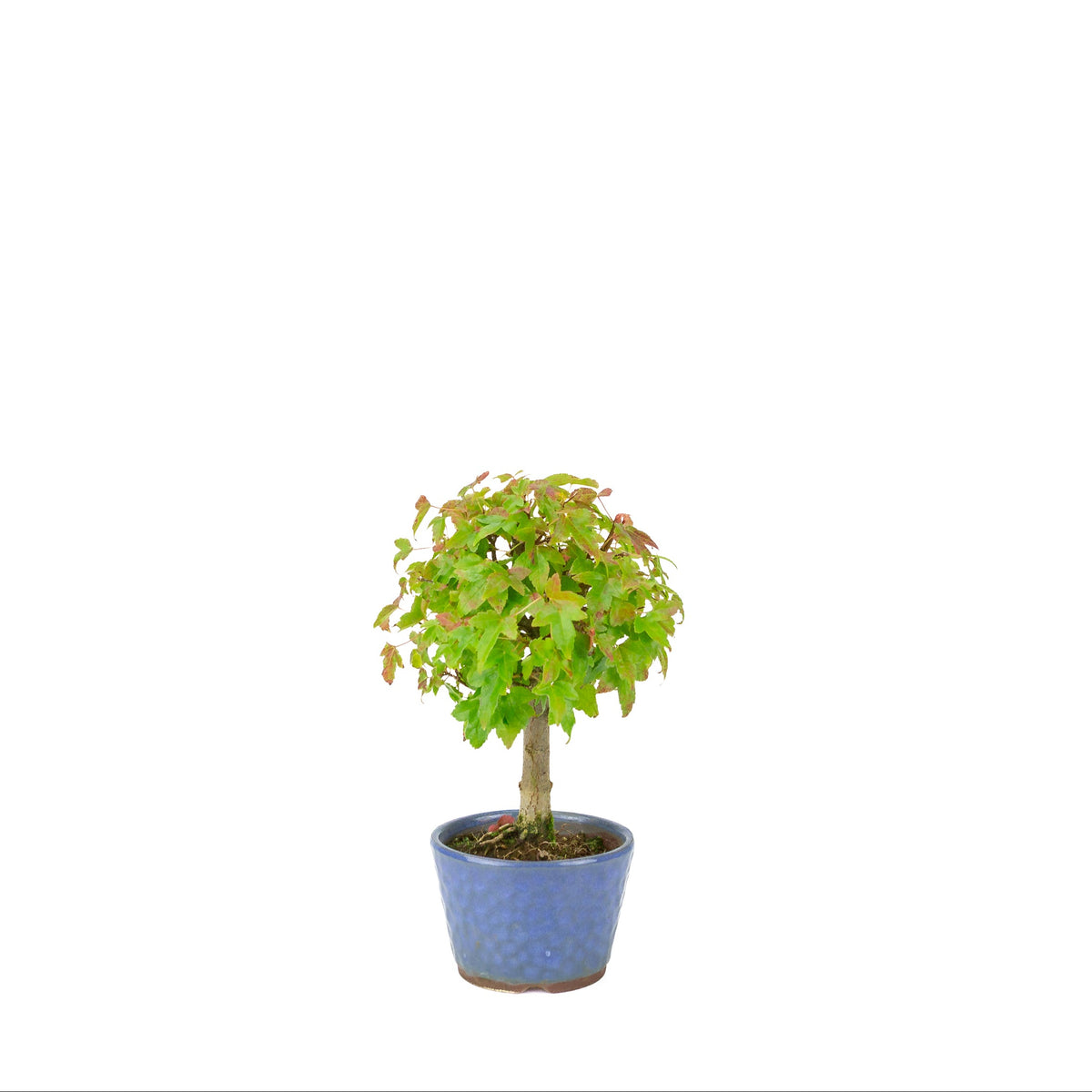 Acer buergerianum (Dreispitz-Ahorn) blauer runder Topf, Höhe ~23 cm