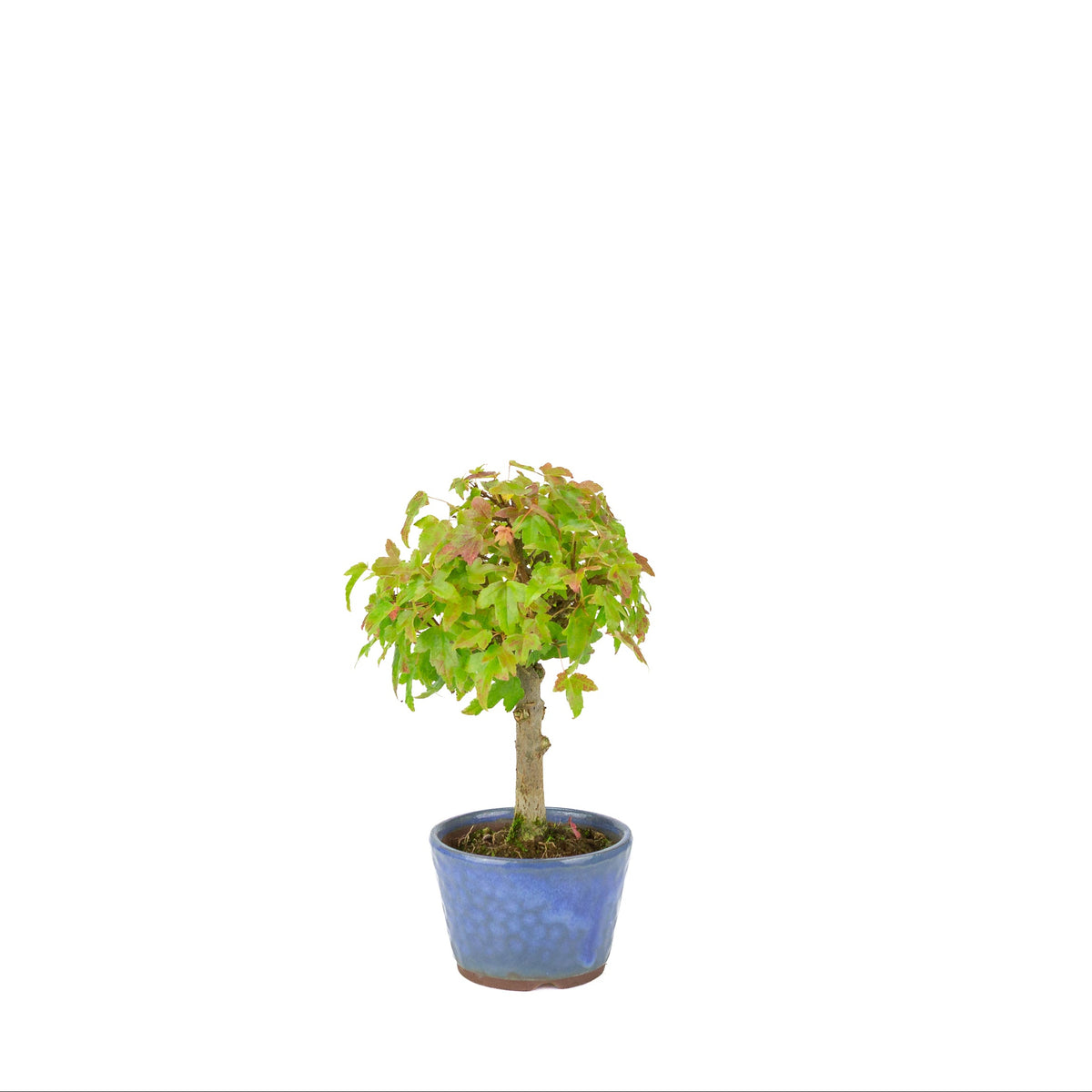 Acer buergerianum (Dreispitz-Ahorn) blauer runder Topf, Höhe ~23 cm