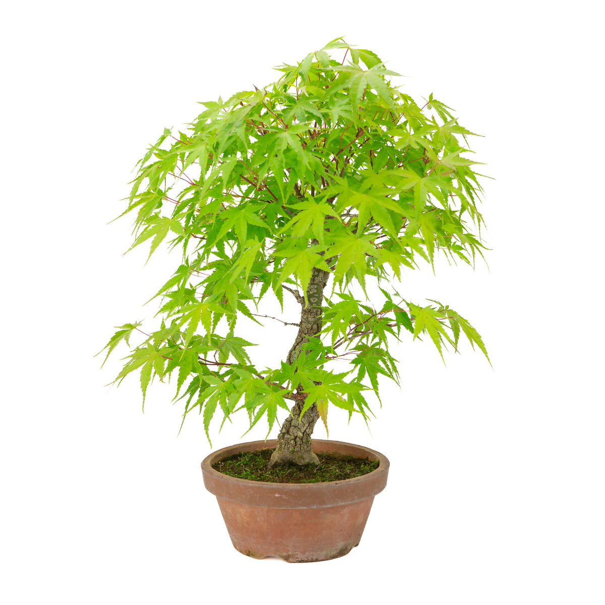 Acer palmatum 'Arakawa' (Japanischer Ahorn) Terrakottatopf, Höhe ~47 cm