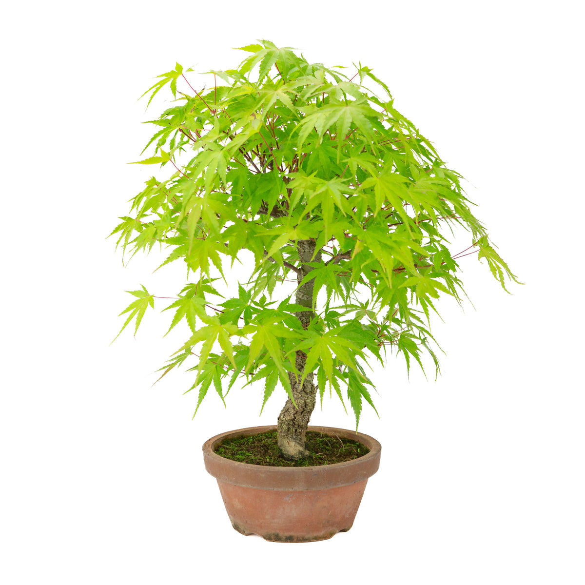 Acer palmatum 'Arakawa' (Japanischer Ahorn) Terrakottatopf, Höhe ~47 cm