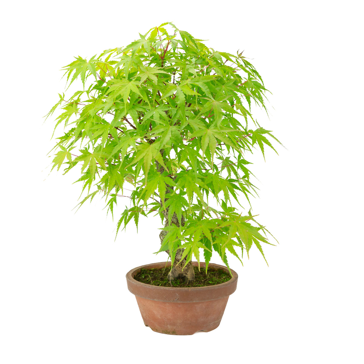 Acer palmatum 'Arakawa' (Japanischer Ahorn) Terrakottatopf, Höhe ~47 cm