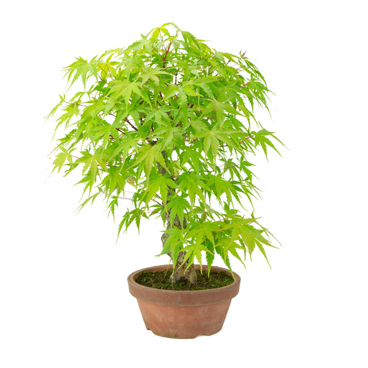 Acer palmatum 'Arakawa' (Japanischer Ahorn) Terrakottatopf, Höhe ~47 cm