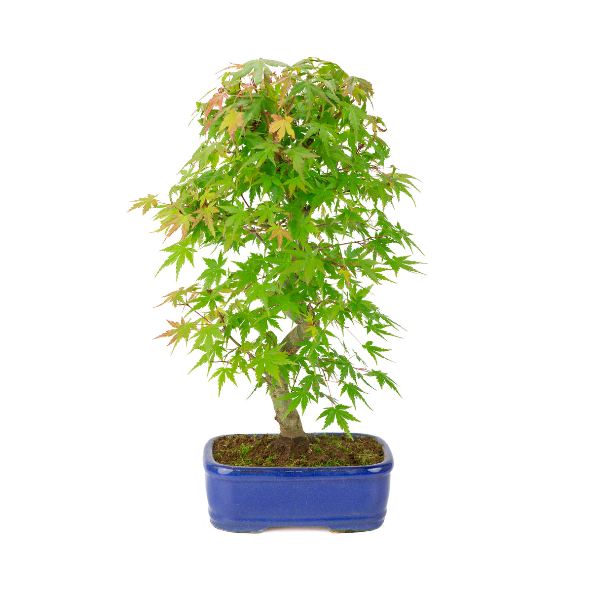 Acer palmatum 'Deshojo' (Fächer-Ahorn) blauer rechteckiger Topf, Höhe ~45 cm