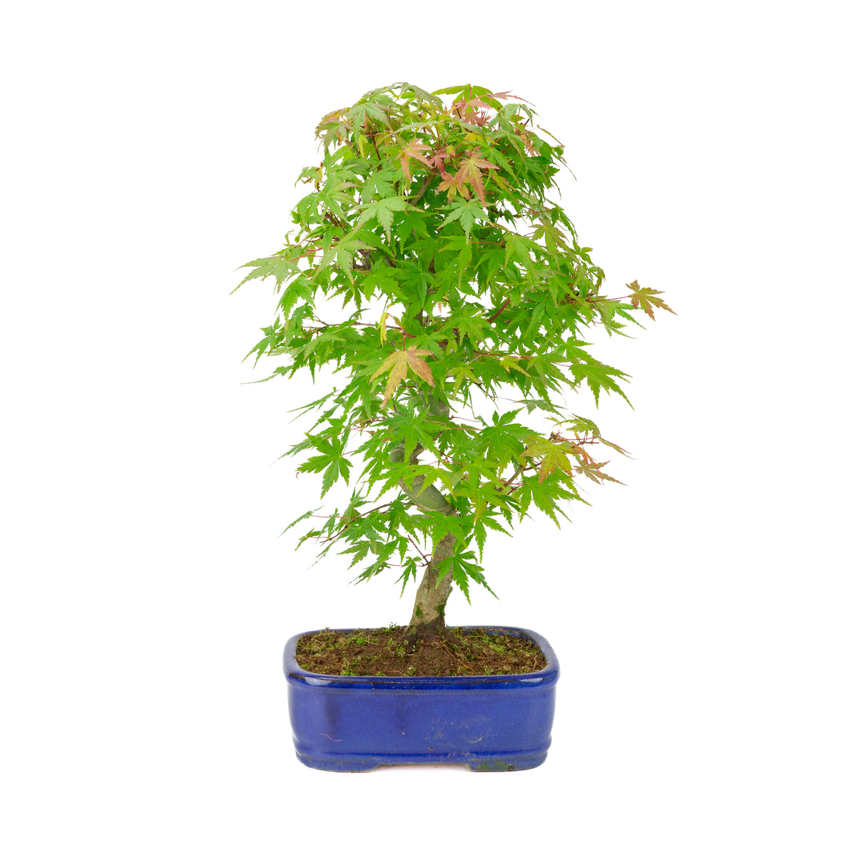 Acer palmatum 'Deshojo' (Fächer-Ahorn) blauer rechteckiger Topf, Höhe ~45 cm