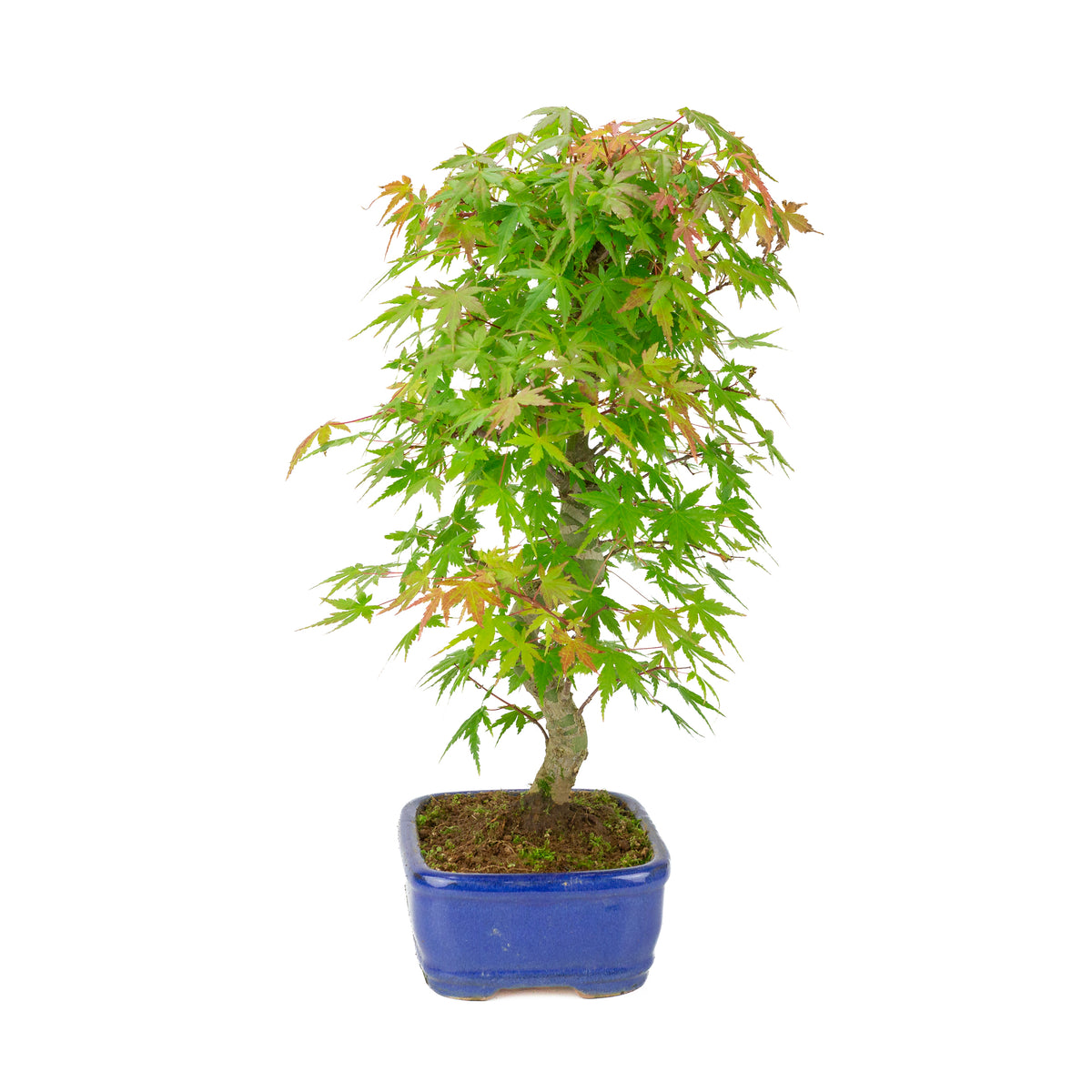 Acer palmatum 'Deshojo' (Fächer-Ahorn) blauer rechteckiger Topf, Höhe ~45 cm