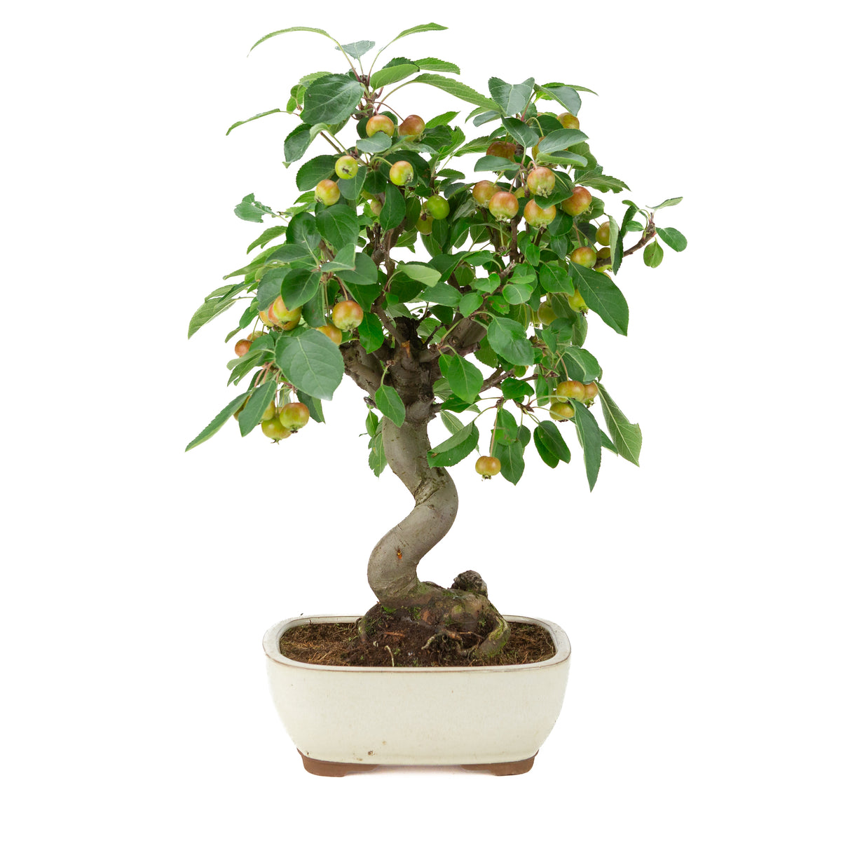 Malus halliana (Apfel) im cremefarbenen rechteckigen Topf, Höhe ~48 cm