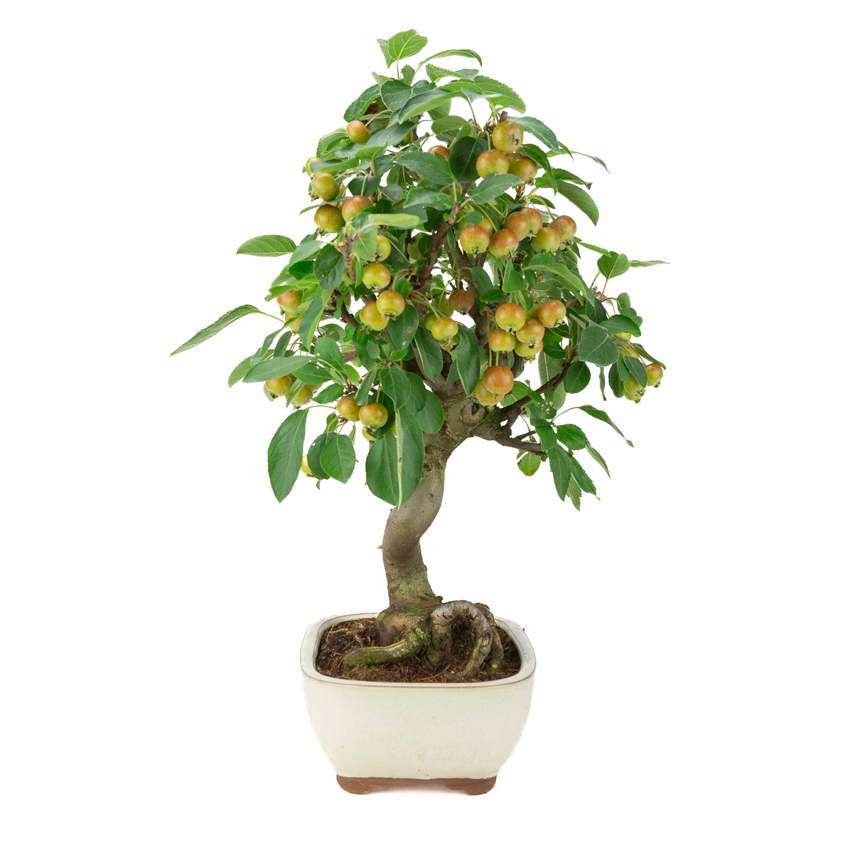 Malus halliana (Apfel) im cremefarbenen rechteckigen Topf, Höhe ~48 cm