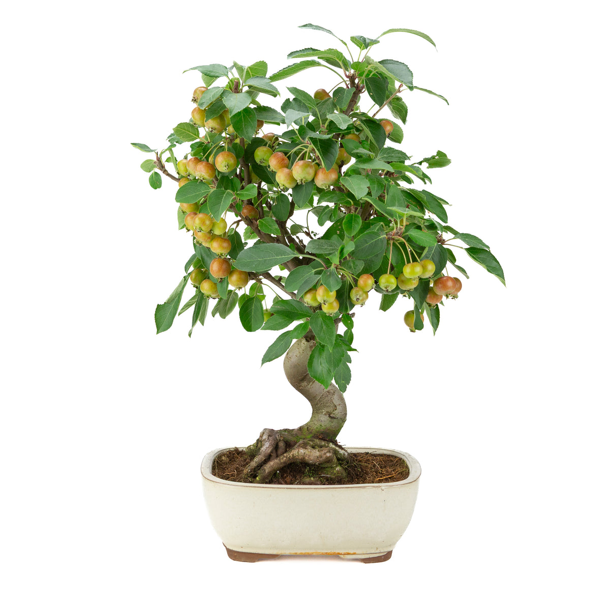 Malus halliana (Apfel) im cremefarbenen rechteckigen Topf, Höhe ~48 cm