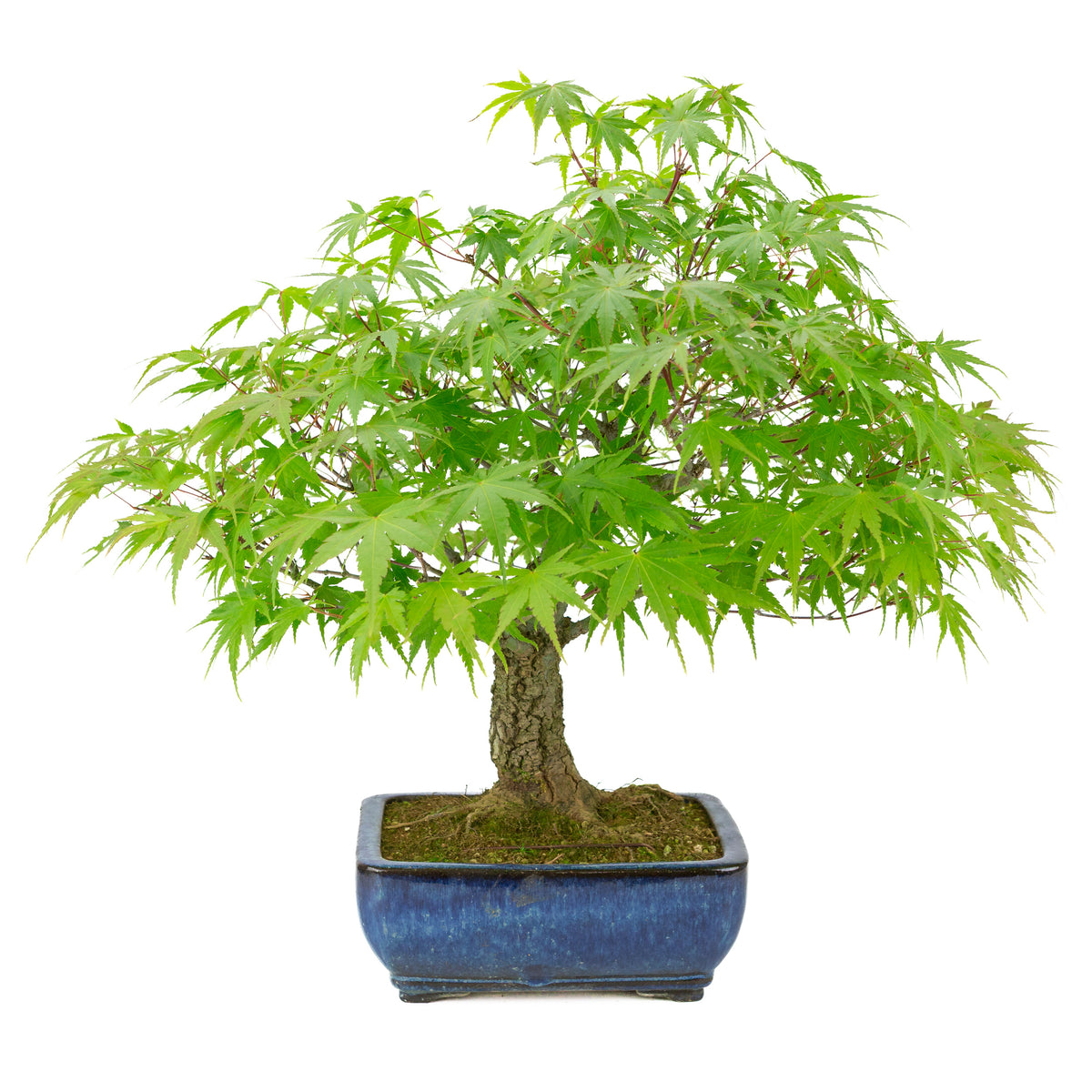 Acer palmatum 'Arakawa' (Fächer-Ahorn) blauer rechteckiger Topf, Höhe ~46 cm