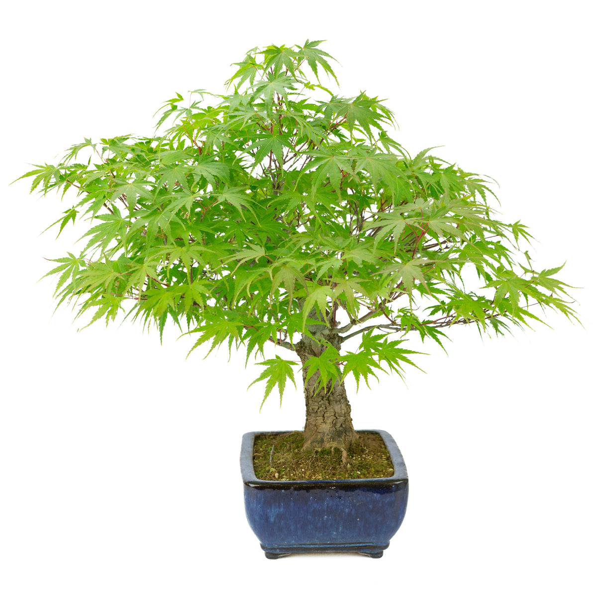 Acer palmatum 'Arakawa' (Fächer-Ahorn) blauer rechteckiger Topf, Höhe ~46 cm