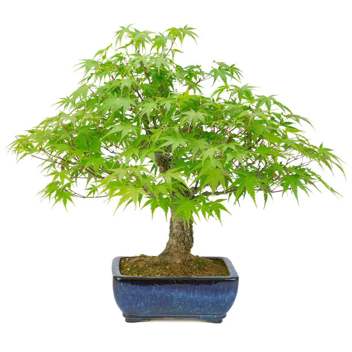Acer palmatum 'Arakawa' (Fächer-Ahorn) blauer rechteckiger Topf, Höhe ~46 cm