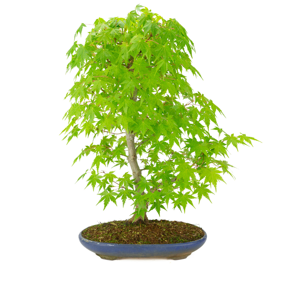 Acer palmatum (Japanischer Ahorn) blauer ovaler Topf, Höhe ~50 cm