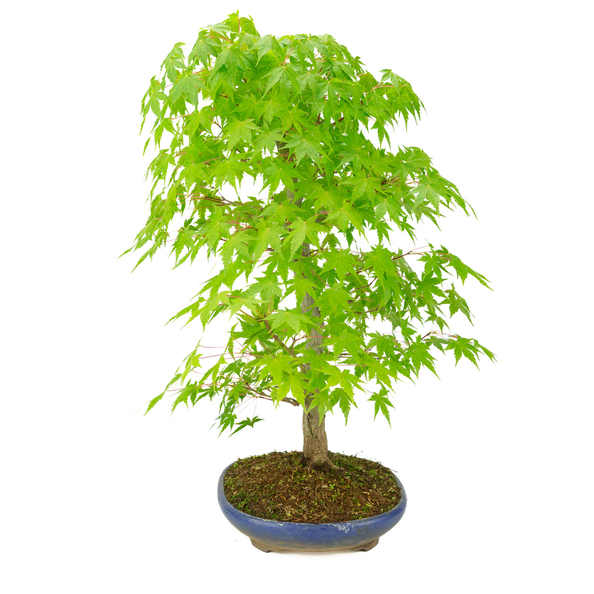 Acer palmatum (Japanischer Ahorn) blauer ovaler Topf, Höhe ~50 cm