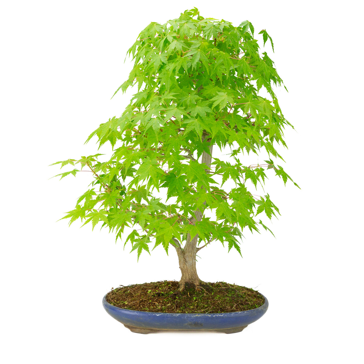 Acer palmatum (Japanischer Ahorn) blauer ovaler Topf, Höhe ~50 cm