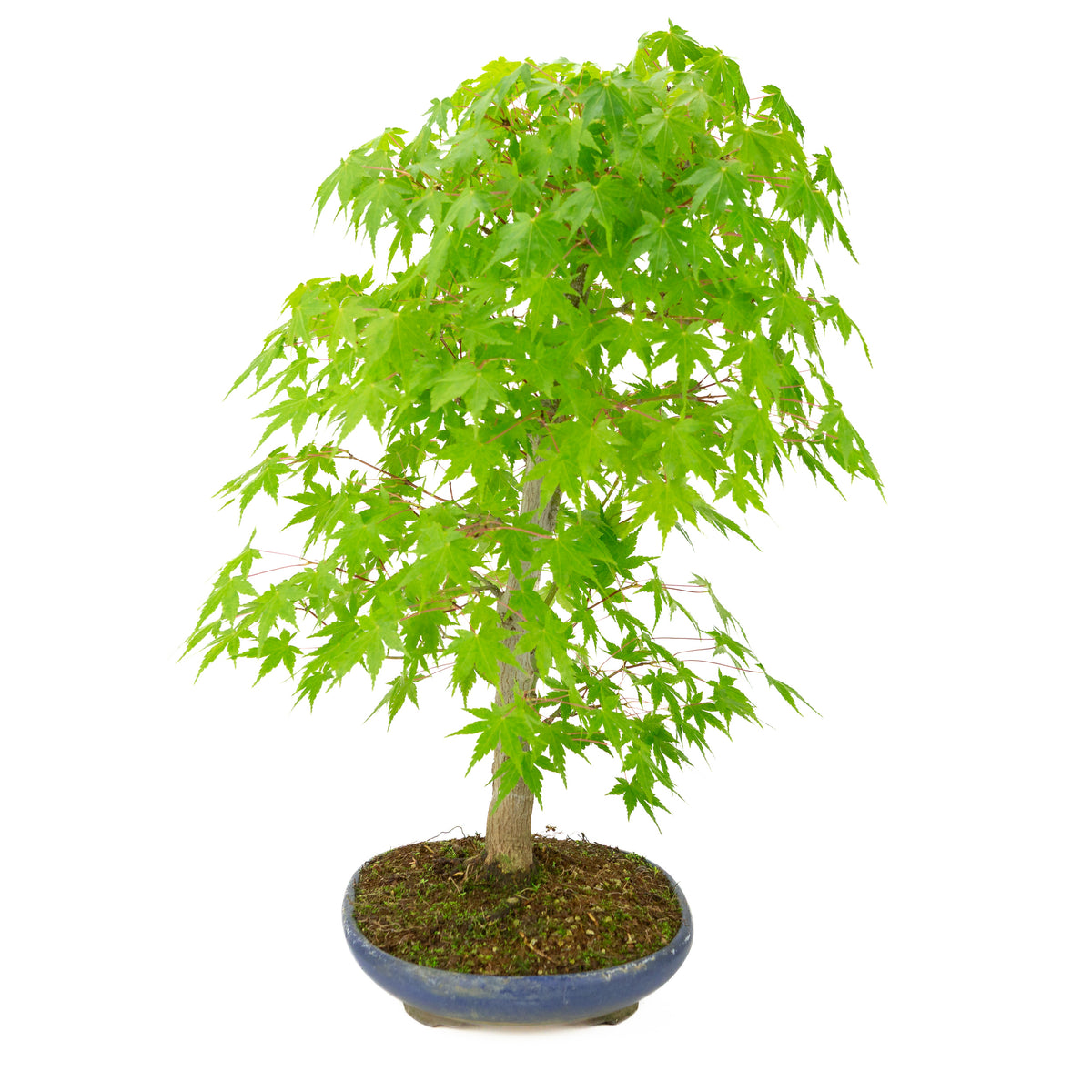 Acer palmatum (Japanischer Ahorn) blauer ovaler Topf, Höhe ~50 cm