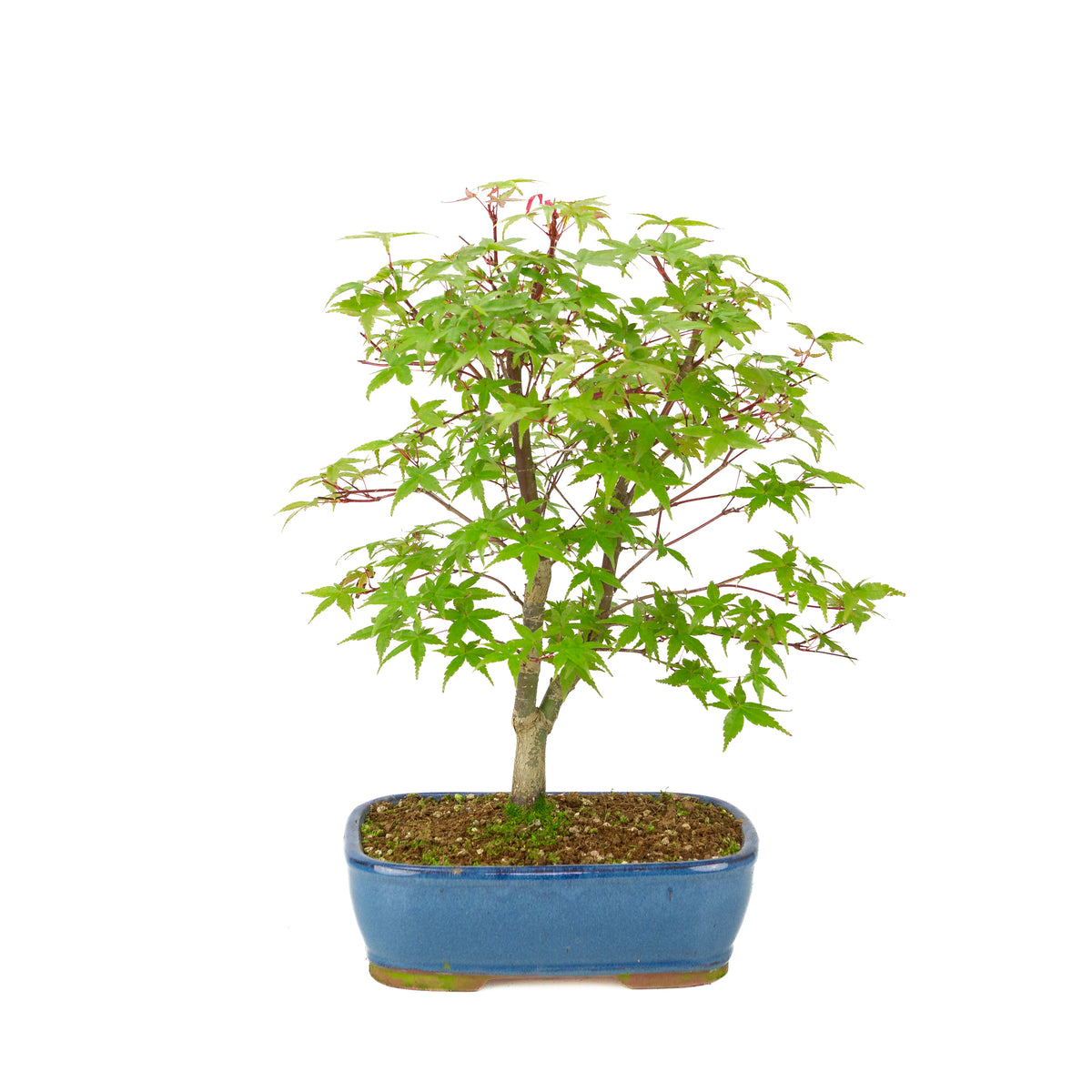 Acer palmatum 'Deshojo' (Japanischer Ahorn), blauer rechteckiger Topf, Höhe ~39 cm