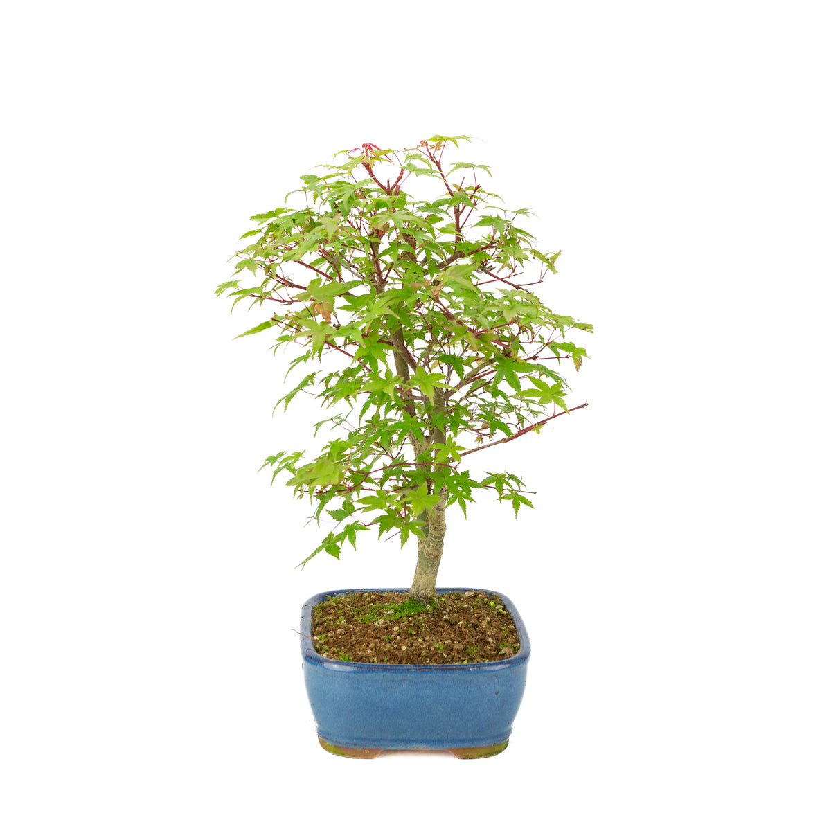 Acer palmatum 'Deshojo' (Japanischer Ahorn), blauer rechteckiger Topf, Höhe ~39 cm
