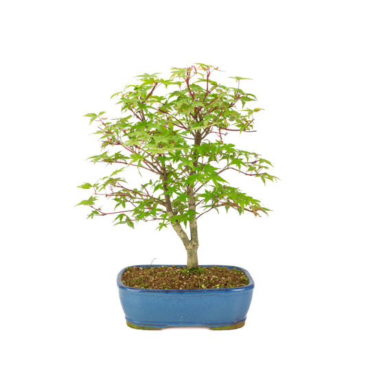 Acer palmatum 'Deshojo' (Japanischer Ahorn), blauer rechteckiger Topf, Höhe ~39 cm