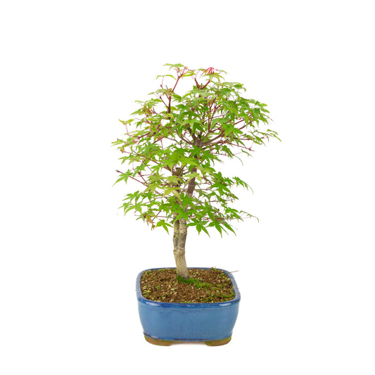 Acer palmatum 'Deshojo' (Japanischer Ahorn), blauer rechteckiger Topf, Höhe ~39 cm