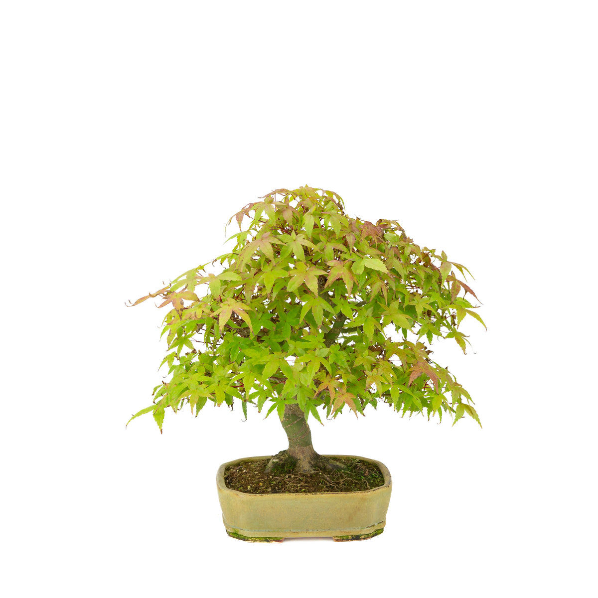 Acer palmatum Deshojo (Japanischer Ahorn), beigefarbener rechteckiger Topf, Höhe ~33 cm