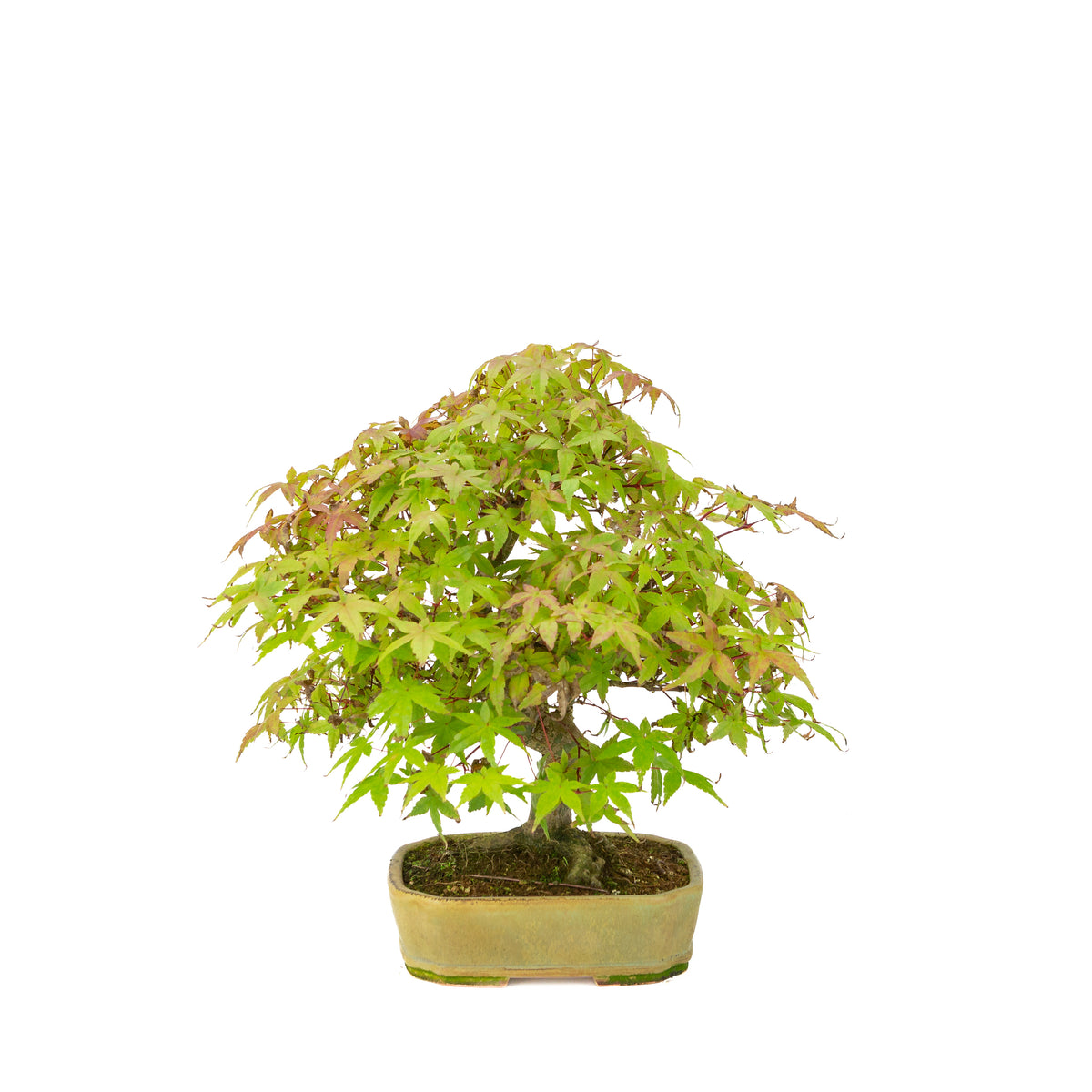 Acer palmatum Deshojo (Japanischer Ahorn), beigefarbener rechteckiger Topf, Höhe ~33 cm