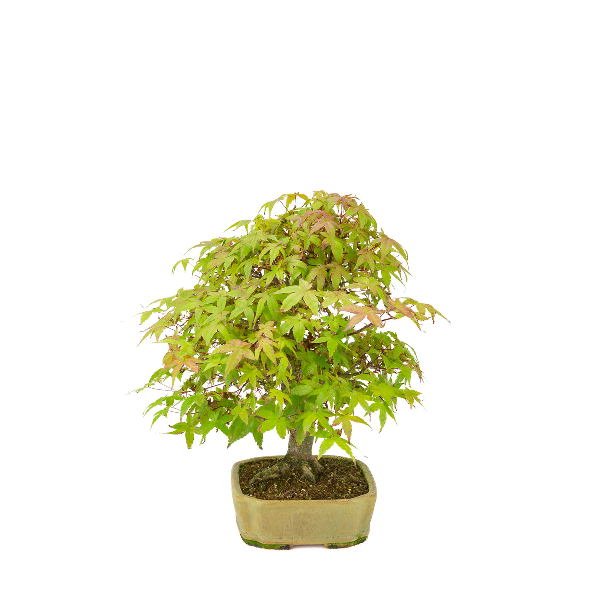 Acer palmatum Deshojo (Japanischer Ahorn), beigefarbener rechteckiger Topf, Höhe ~33 cm