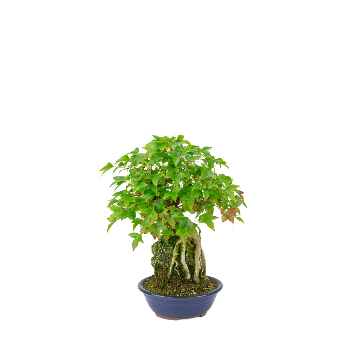 Acer buergerianum (Dreizack-Ahorn) Seki-jojo in blauer runder Schale, Höhe ~29 cm