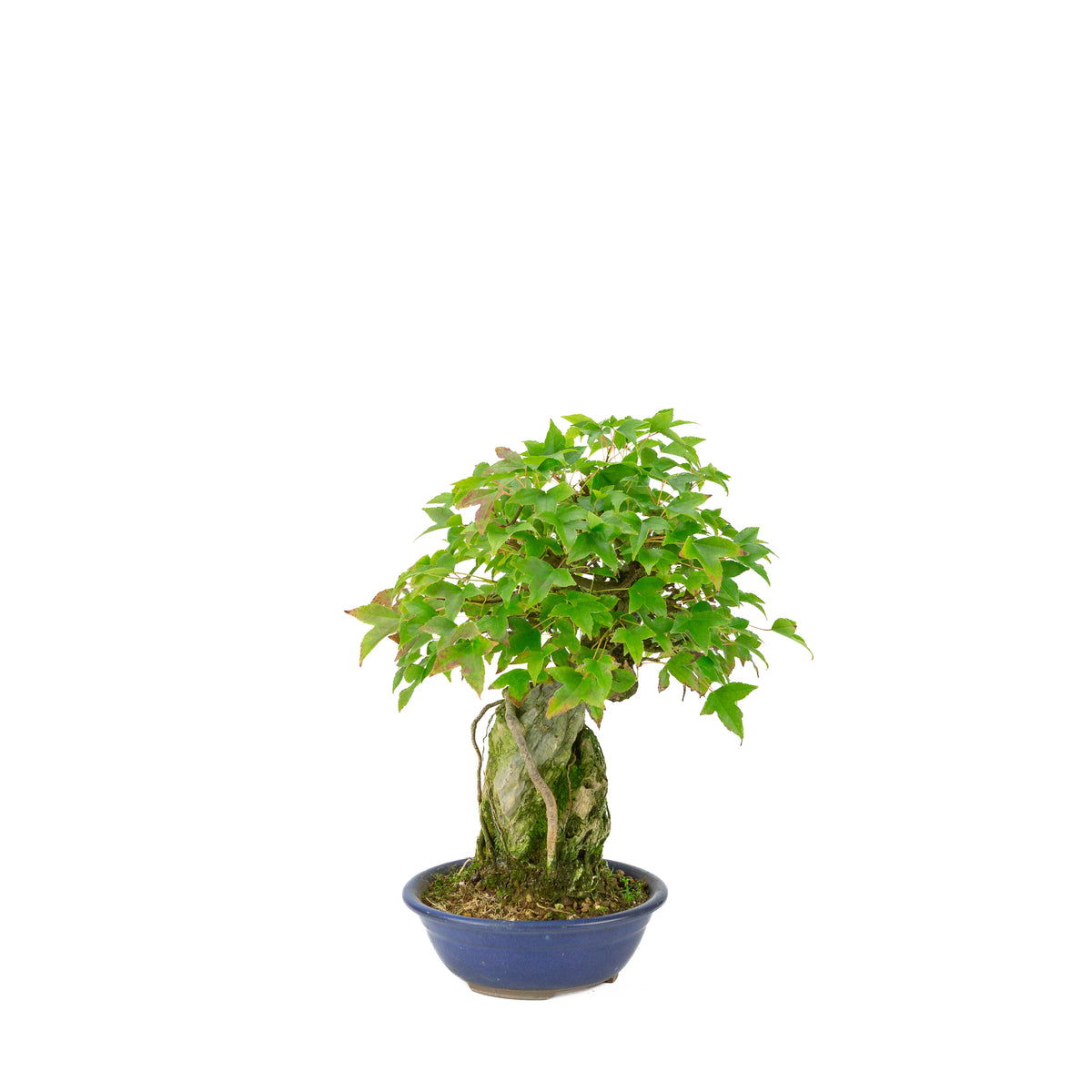 Acer buergerianum (Dreizack-Ahorn) Seki-jojo in blauer runder Schale, Höhe ~29 cm